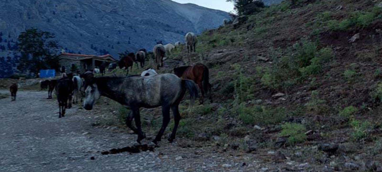Ξενώνας Καλλιστώ - Γκούρα Φενεός - Ορεινή Κορινθία - Αγροτουρισμός