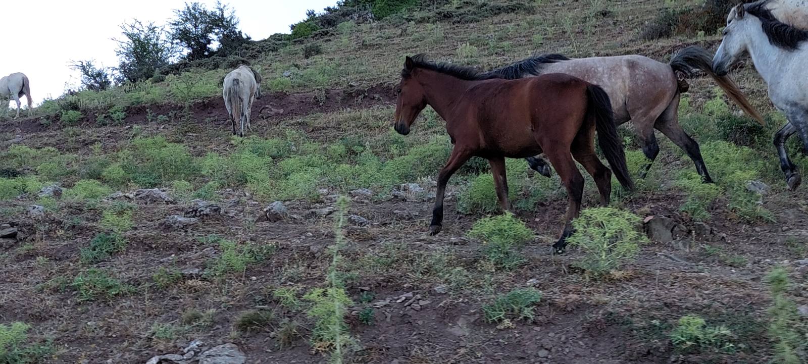 Ξενώνας Καλλιστώ - Γκούρα Φενεός - Ορεινή Κορινθία - Αγροτουρισμός