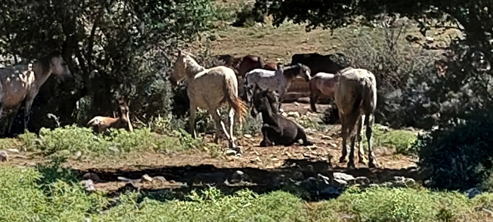 Ξενώνας Καλλιστώ - Γκούρα Φενεός - Ορεινή Κορινθία - Αγροτουρισμός